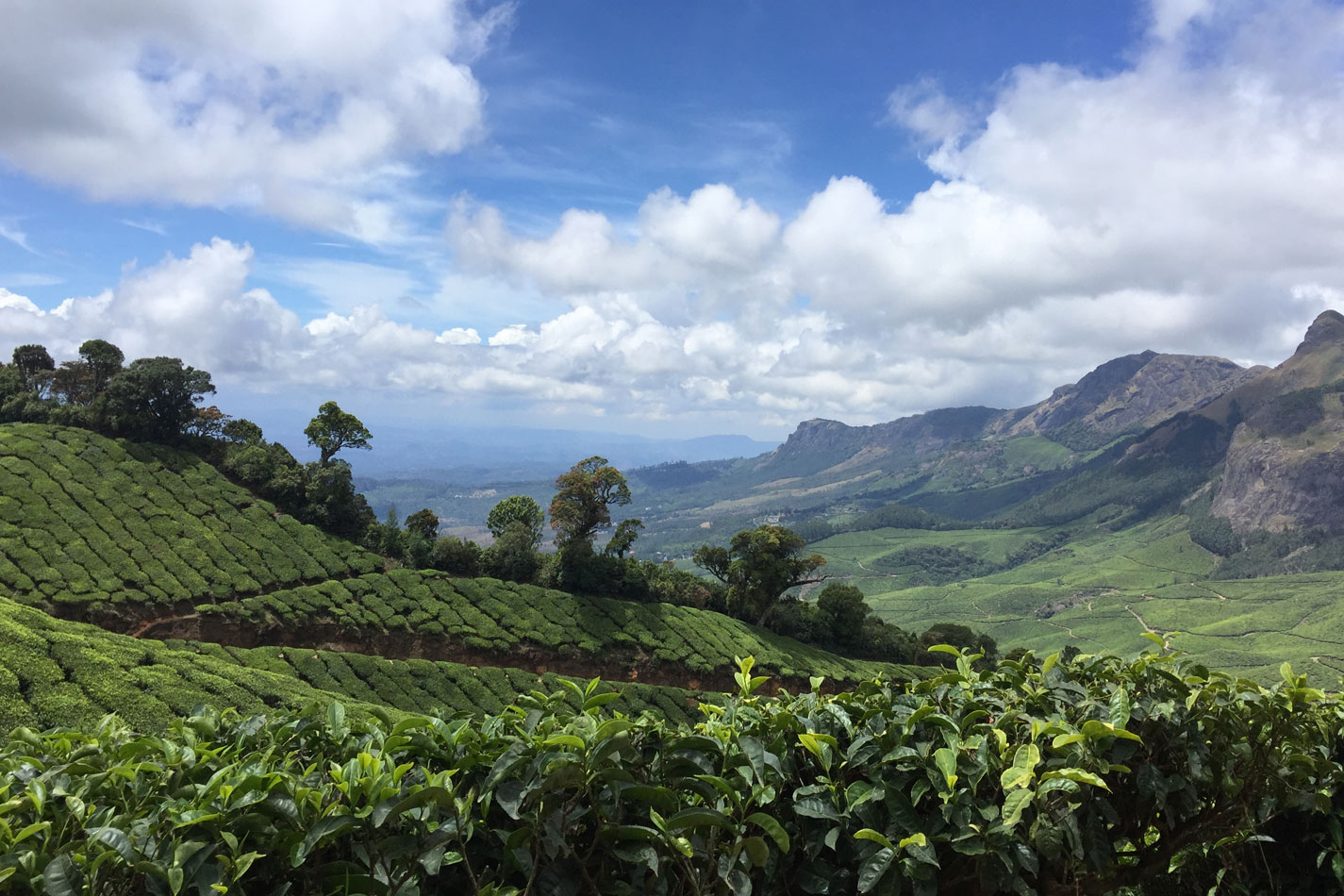 Lockhart Tea Garden